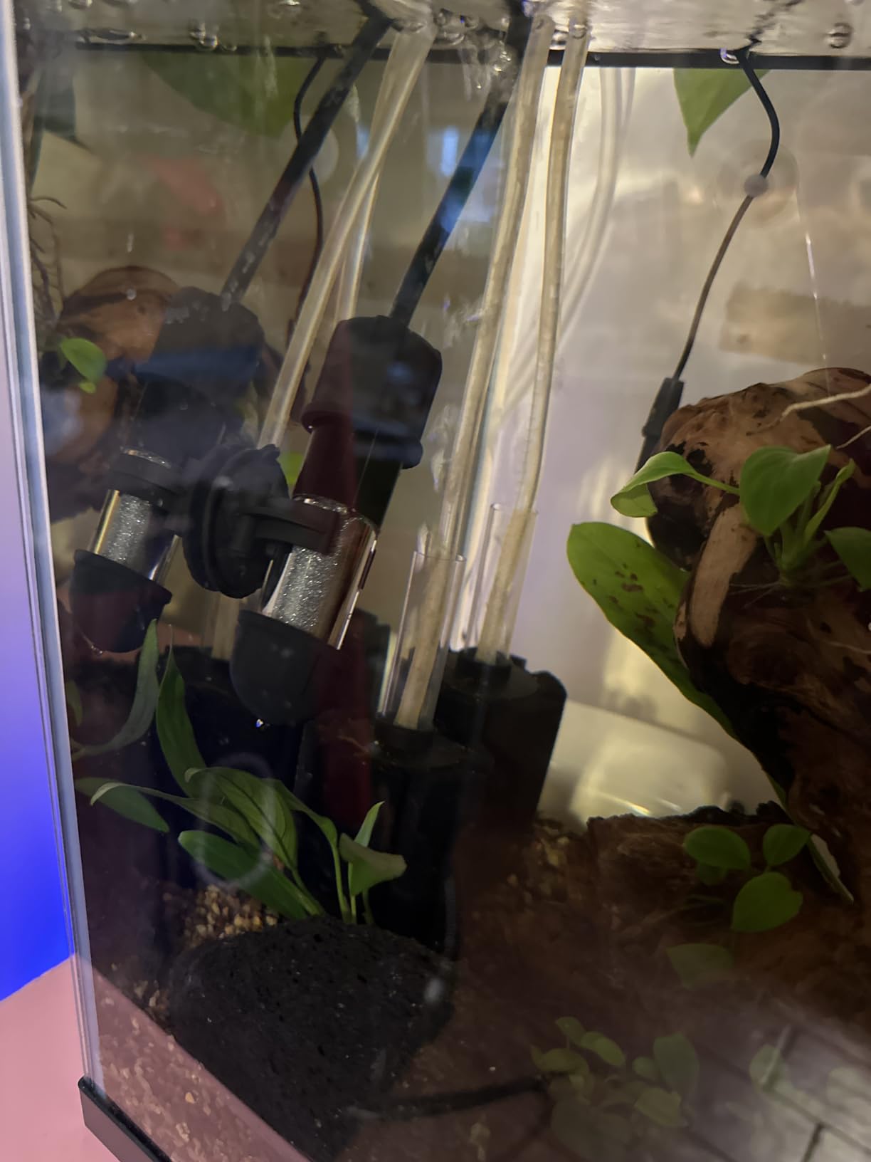 hygger Small Aquarium Betta Heater, Submersible Fish Tank Heater 10W/25W/50W/100W with LED Digital Display, Suitable for Marine Saltwater and Freshwater up to 5/10/16/26 Gallon customer photo 1