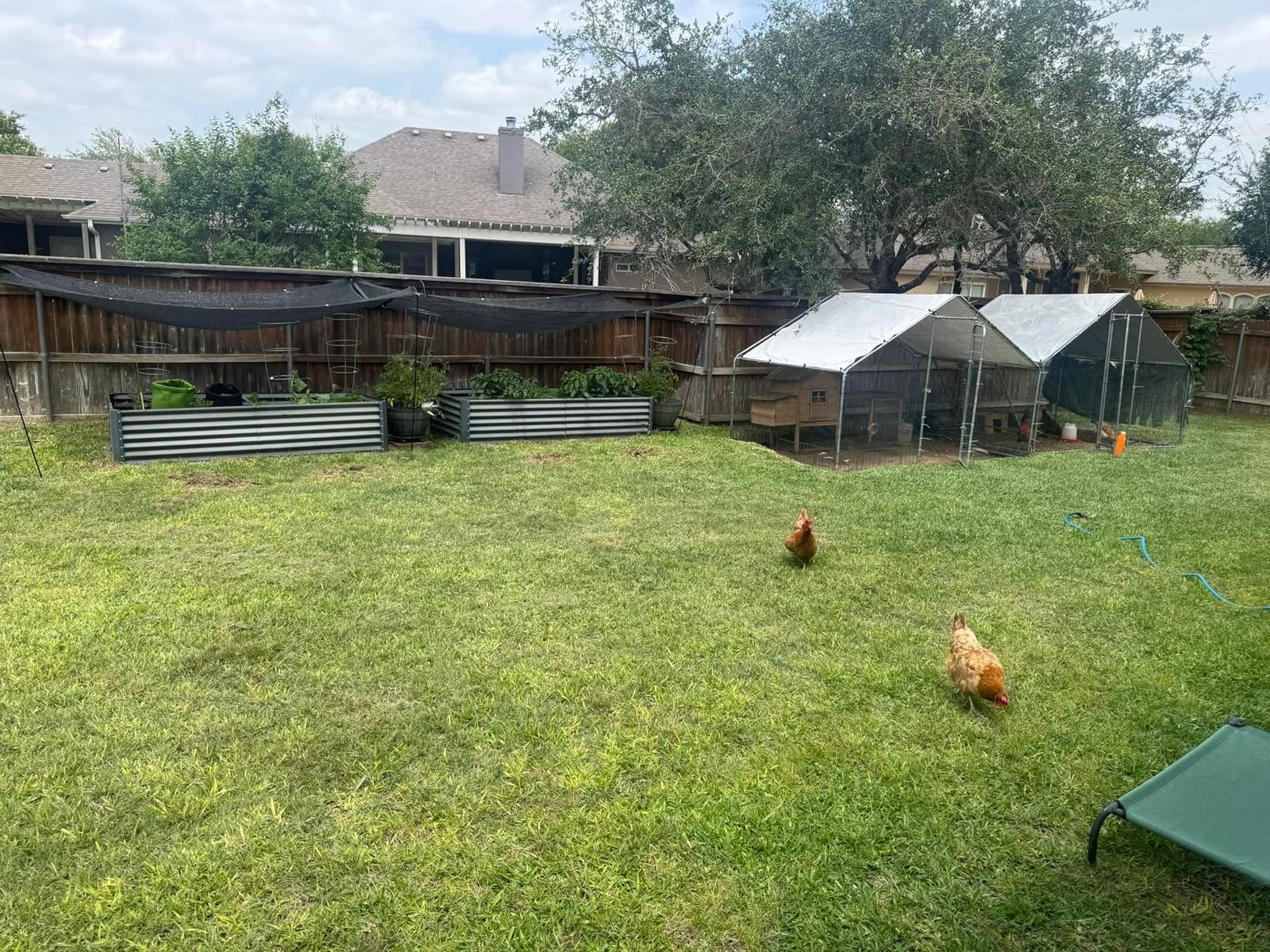 NUGRIART Large Metal Chicken Coop Walk-in Poultry Cage Hen Duck Run House with Waterproof & Anti-UV Cover Galvanized Rabbits Habitat Spire Shaped Cage for Outdoor Yard Farm Use customer photo 1