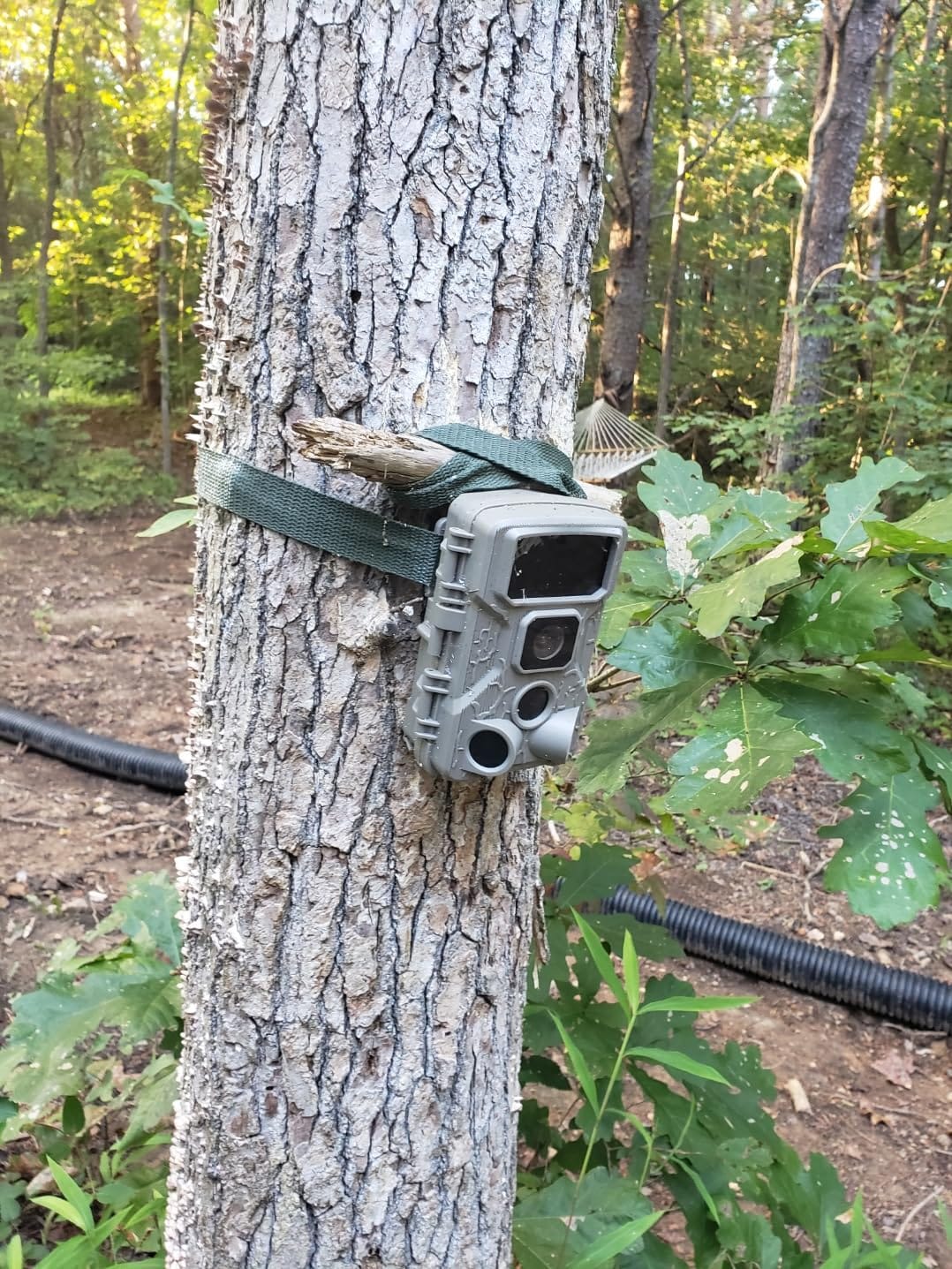 Stedan 1 Pack Trail & Game Camera Stand Thick Foldable Stainless Steel Bracket 360° Adjustable Universal Thread Connection 1/4''-20 (6 mm) for Trail Camera Deer Cam Accessories customer photo 2