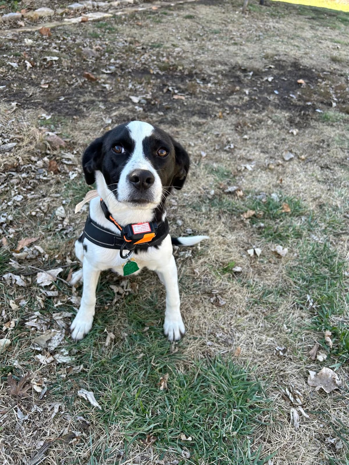 PIOUNS Shock Collar for Dogs, Dog Training Collar with Remote, 3 Modes customer photo 2