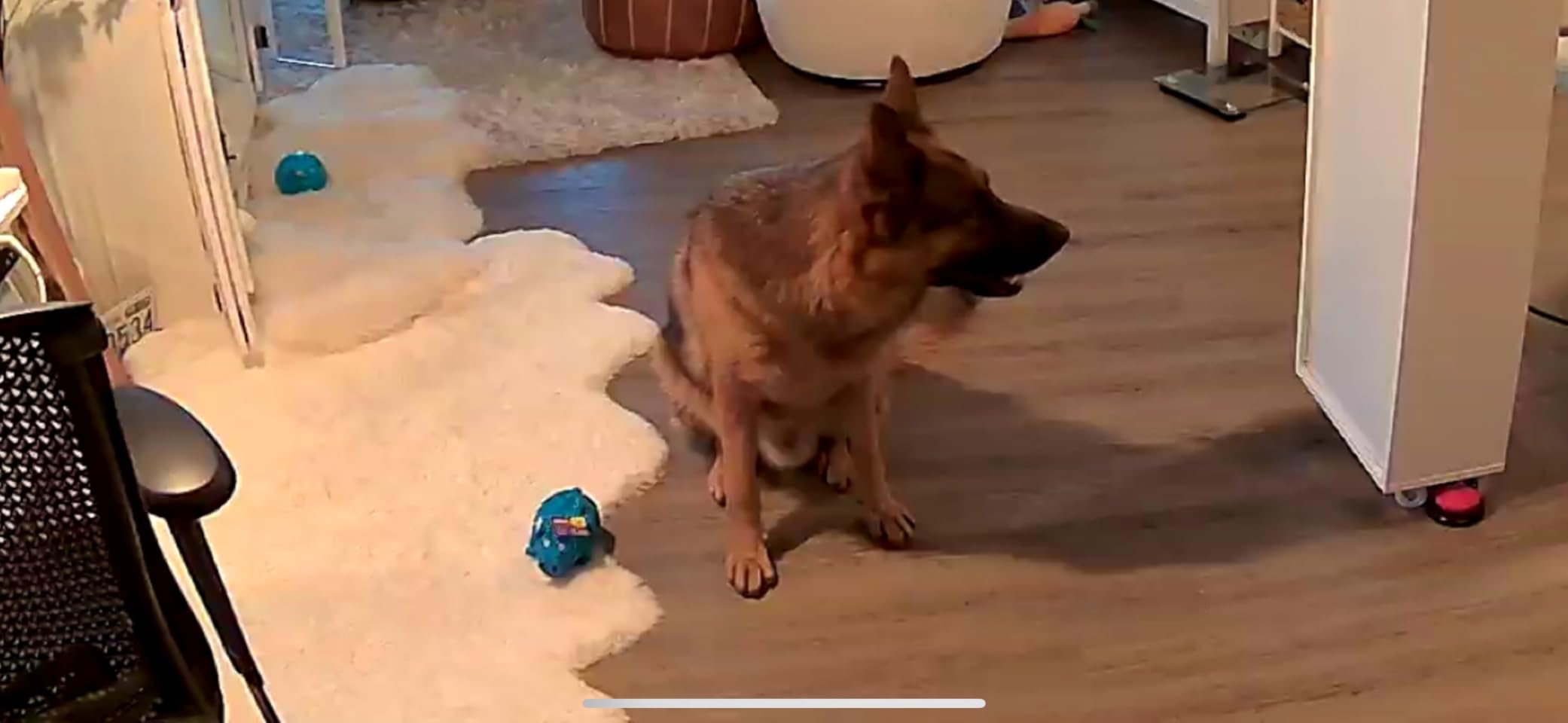 Furbo Mini Pet Camera [No Monthly Fee] customer photo 2
