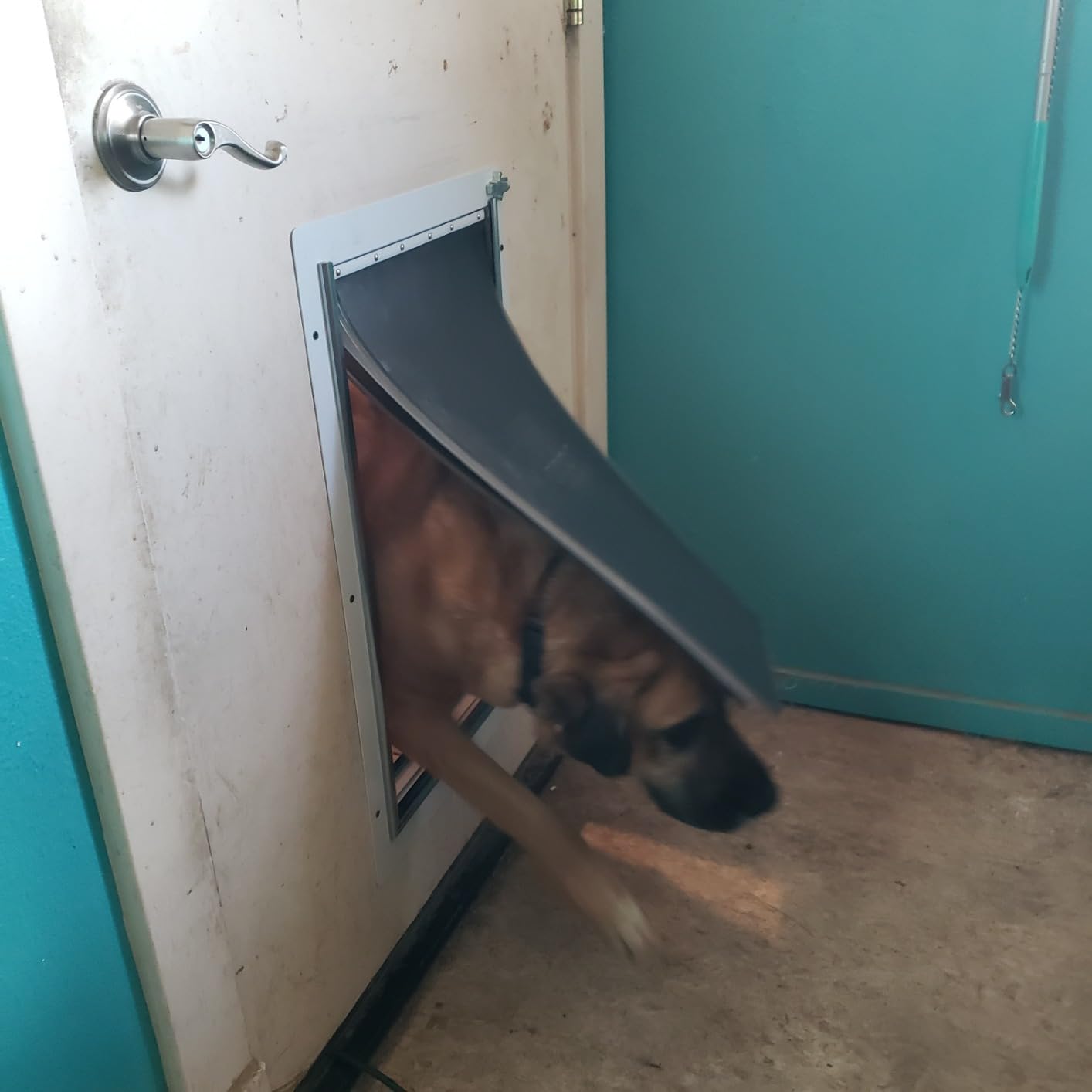 Baboni Dog Door for Door,3-Flap,Metal Frame,X-Large customer photo 2