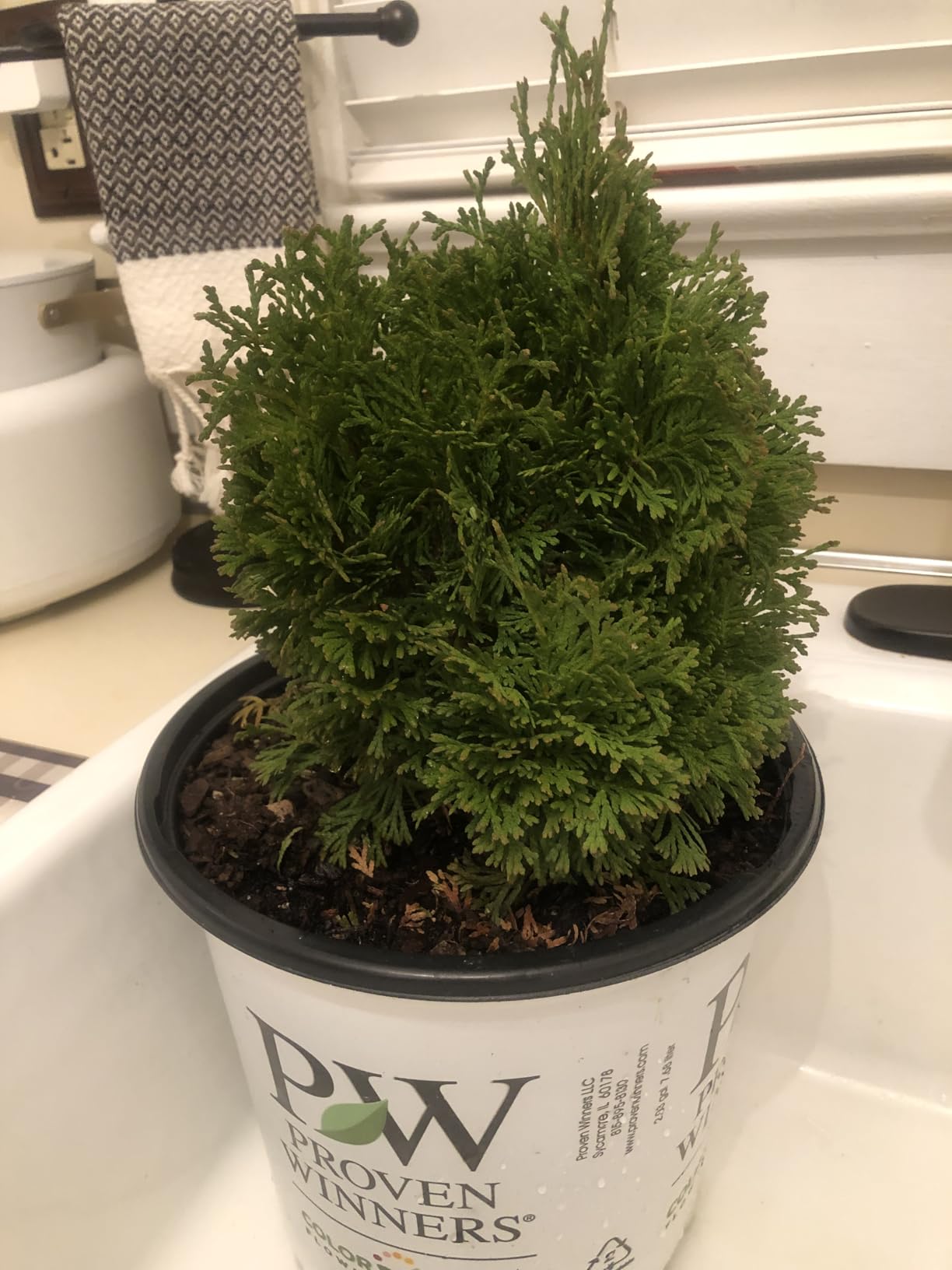 Proven Winners 2 Gal. Tater Tot Arborvitae Shrub customer photo 1