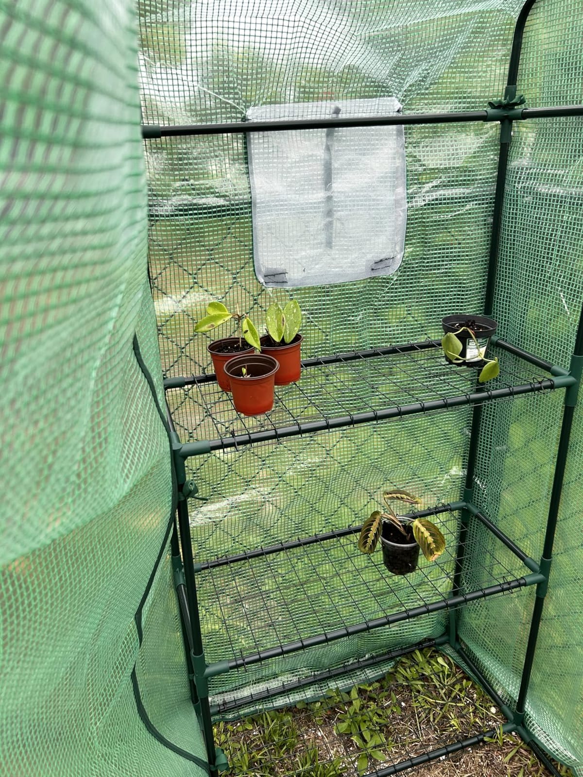 Heyfurni Walk in Greenhouse with Shelves, Walk-in Plant Green House with Durable Green PE Cover, 3 Tiers 6 Shelves Stands with Ground Pegs & Ropes for Stability, 56