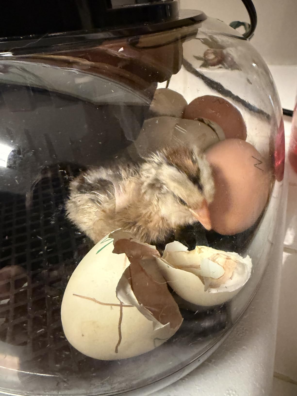 Incubators for Hatching Eggs, Chicken Waterer Cups, Automatic Egg Turner Holds 12 Eggs, Smart Incubator 360° Clear Window with Temperature Display Egg Candler for Small Poultry Chickens Ducks Quails customer photo 1