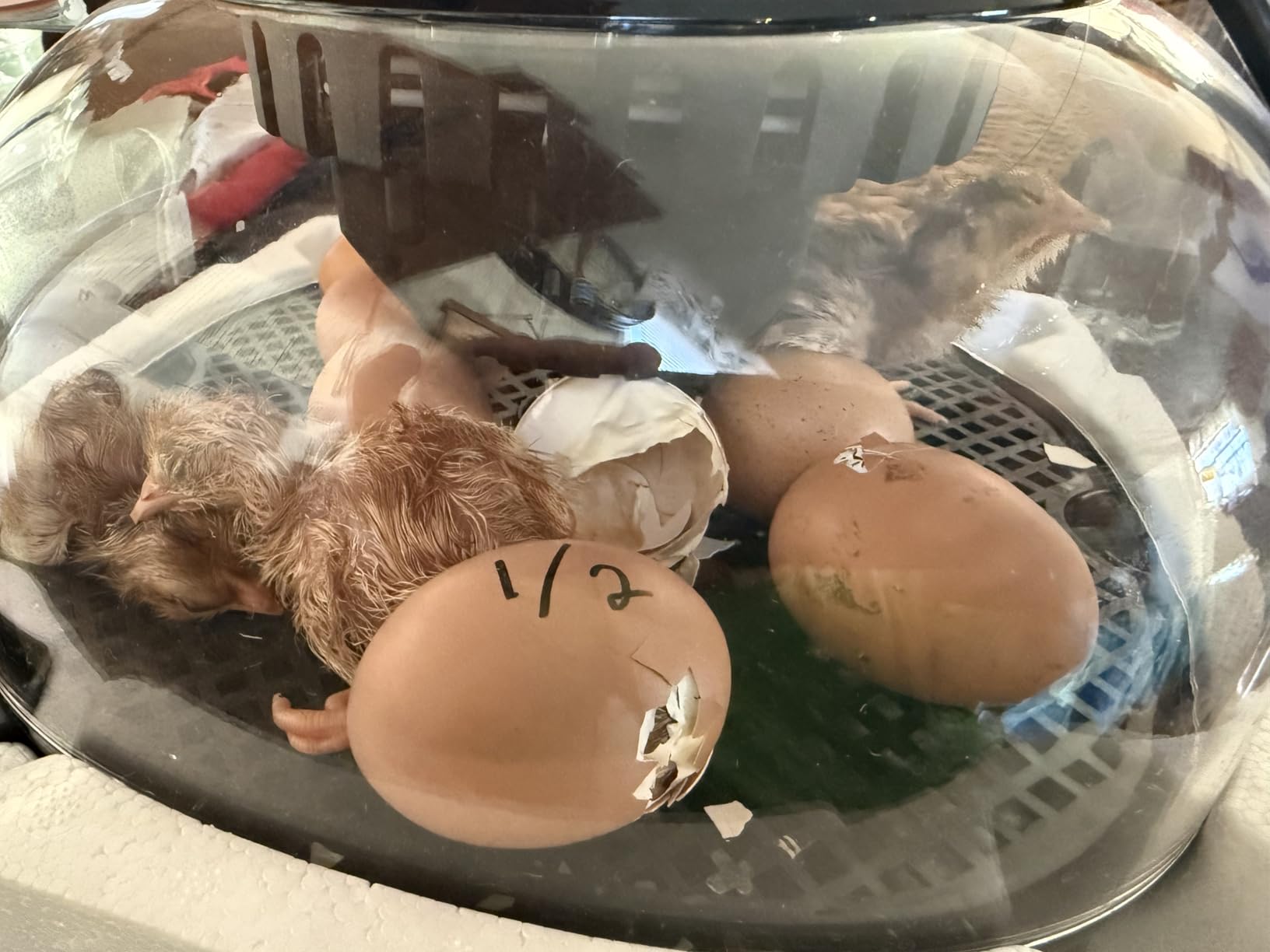 Incubators for Hatching Eggs, Chicken Waterer Cups, Automatic Egg Turner Holds 12 Eggs, Smart Incubator 360° Clear Window with Temperature Display Egg Candler for Small Poultry Chickens Ducks Quails customer photo 2
