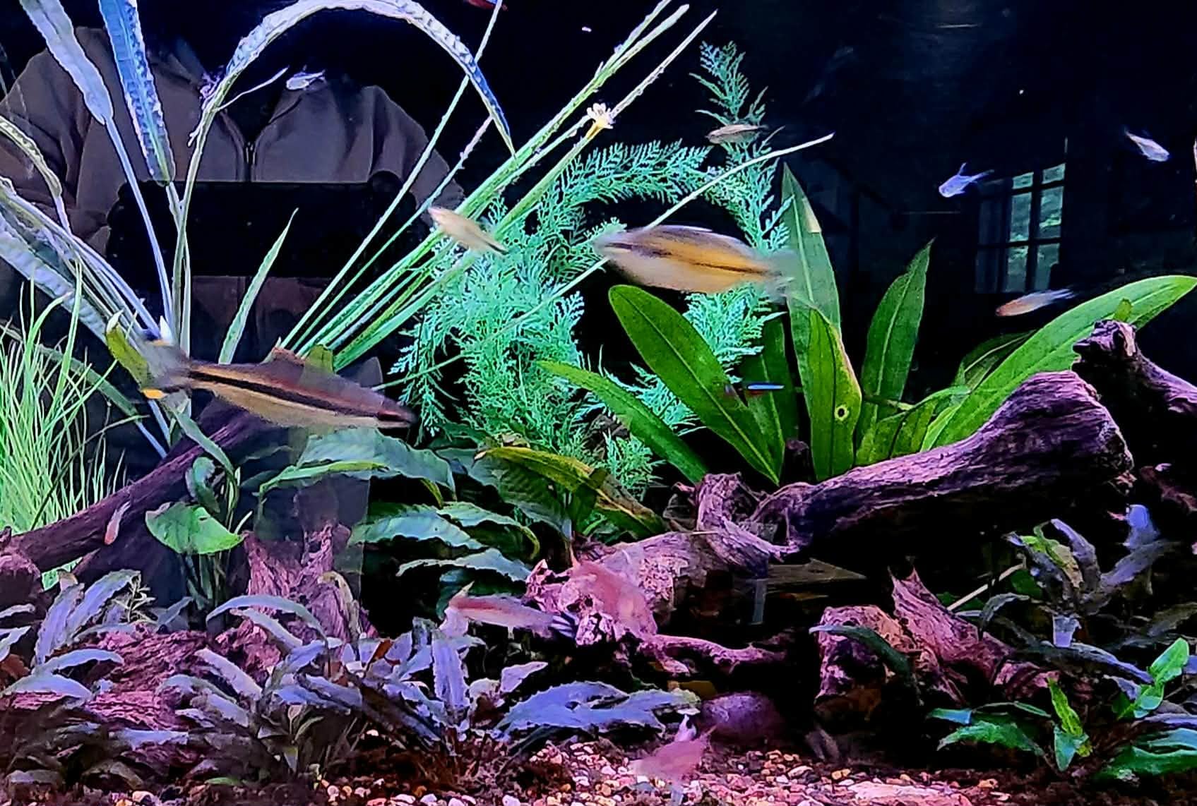 AQQA LED Aquarium Light, 24/7 & DIY Mode Full Spectrum Fish Tank Light customer photo 2