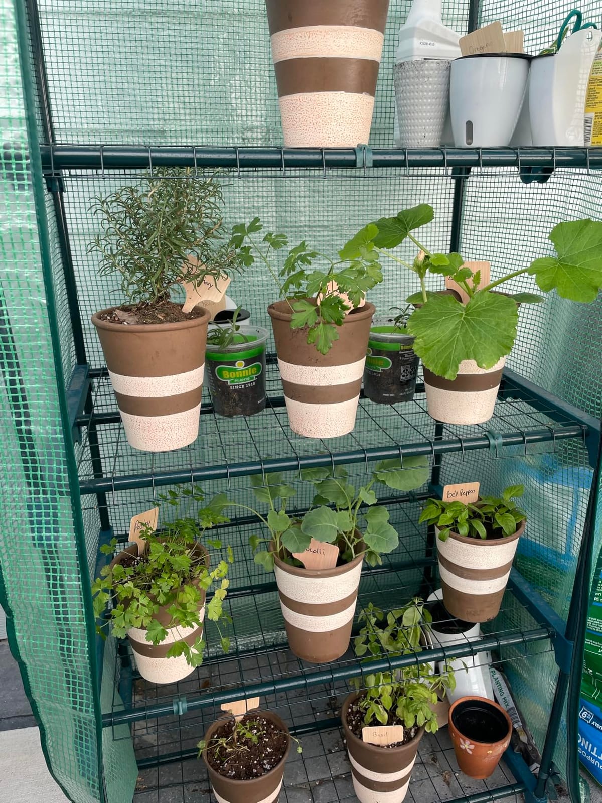 4-Tier Mini Greenhouse for Indoor Outdoor | Small Plastic Plant Green House Portable Greenhouses with Durable PE Cover for Seedling customer photo 2