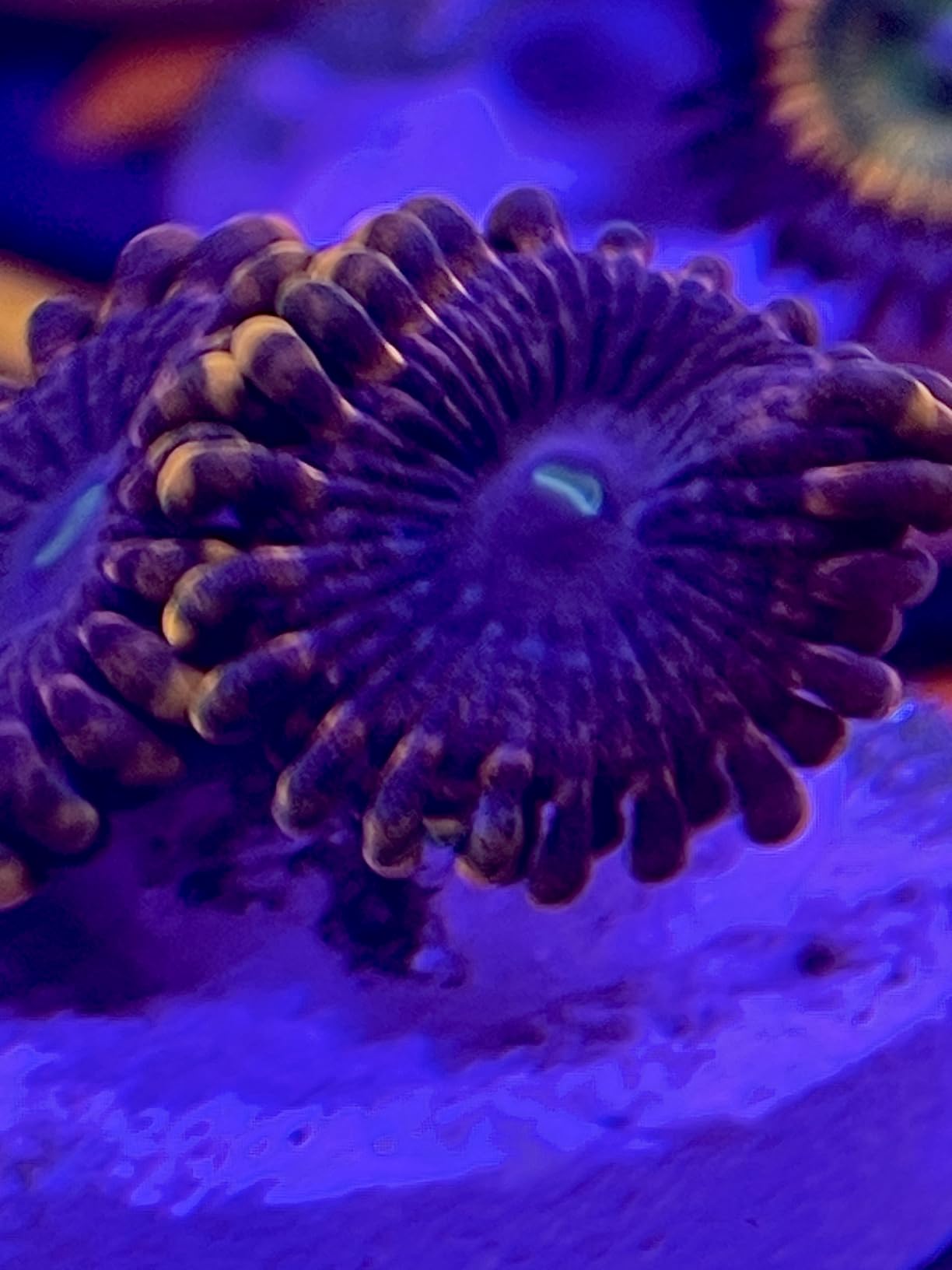 PopBloom RL60 WiFi Reef LED Light, 60W Full Spectrum Marine Reef LED Aquarium Lighting for Soft/LPS Corals & Saltwater Fish Nano Tanks, Built-in Timer, WiFi Phone Programmable, Sunrise Sunset customer photo 1