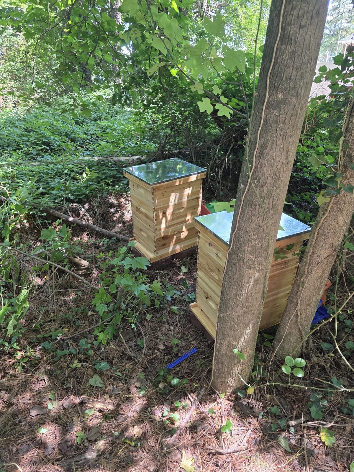 Gold Standard 8 Frame Bee Hive Beeswax Coated Includes Beehive Frames and Foundations (2 Deep Boxes & 1 Medium Box) customer photo 2