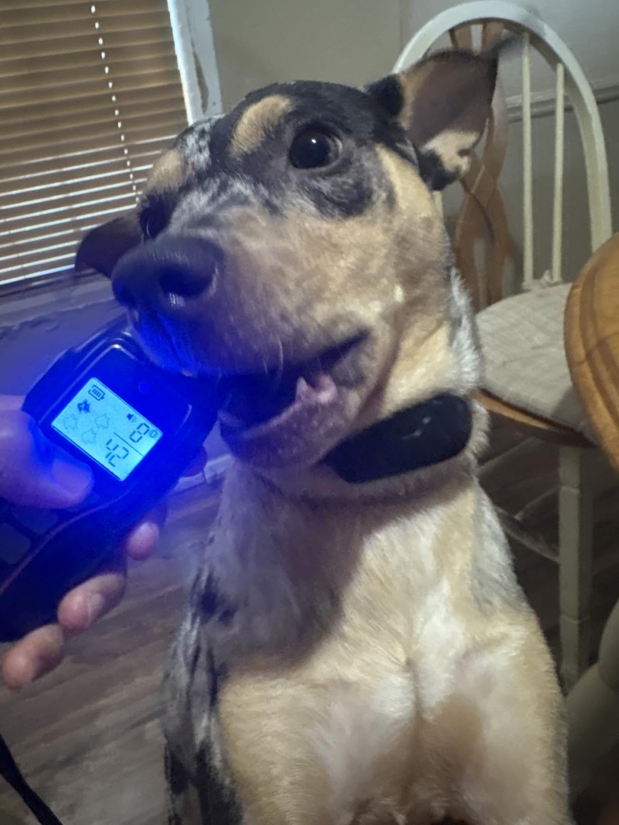 Dog Shock Collar with Remote Control - Rechargeable Dog Training Collar, IPX7 Waterproof E Collar for Dogs with 4 Safe Modes Flashlight Beep Vibration Shock Ideal for All Dog Sizes (8-150lbs) customer photo 1