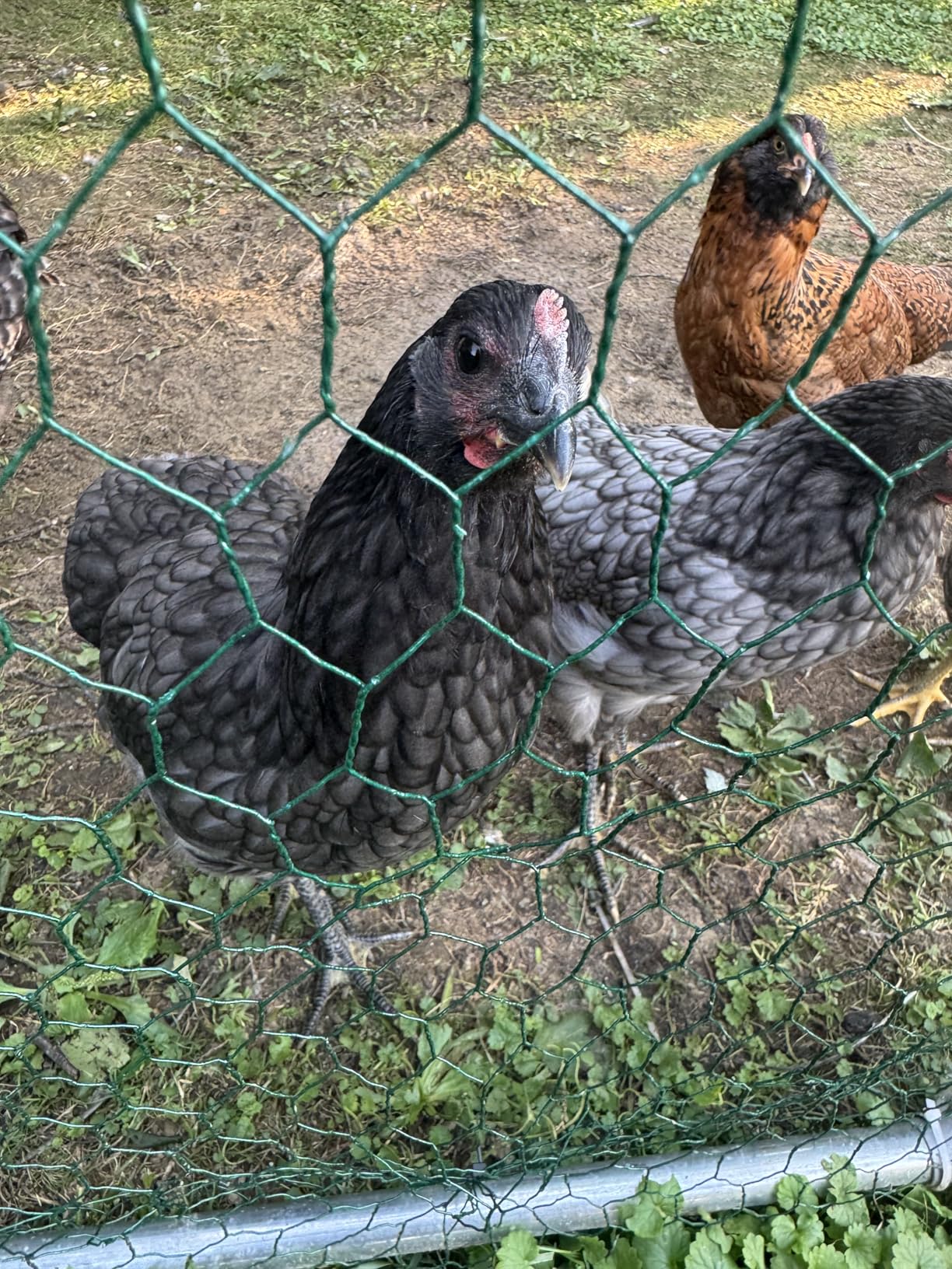 NUGRIART Large Metal Chicken Coop, Outdoor cage Run with Waterproof and Anti-UV Cover, Dome Roof Walk-in Poultry Cage Rabbit Duck House for Outside, Backyard and Farm. customer photo 1