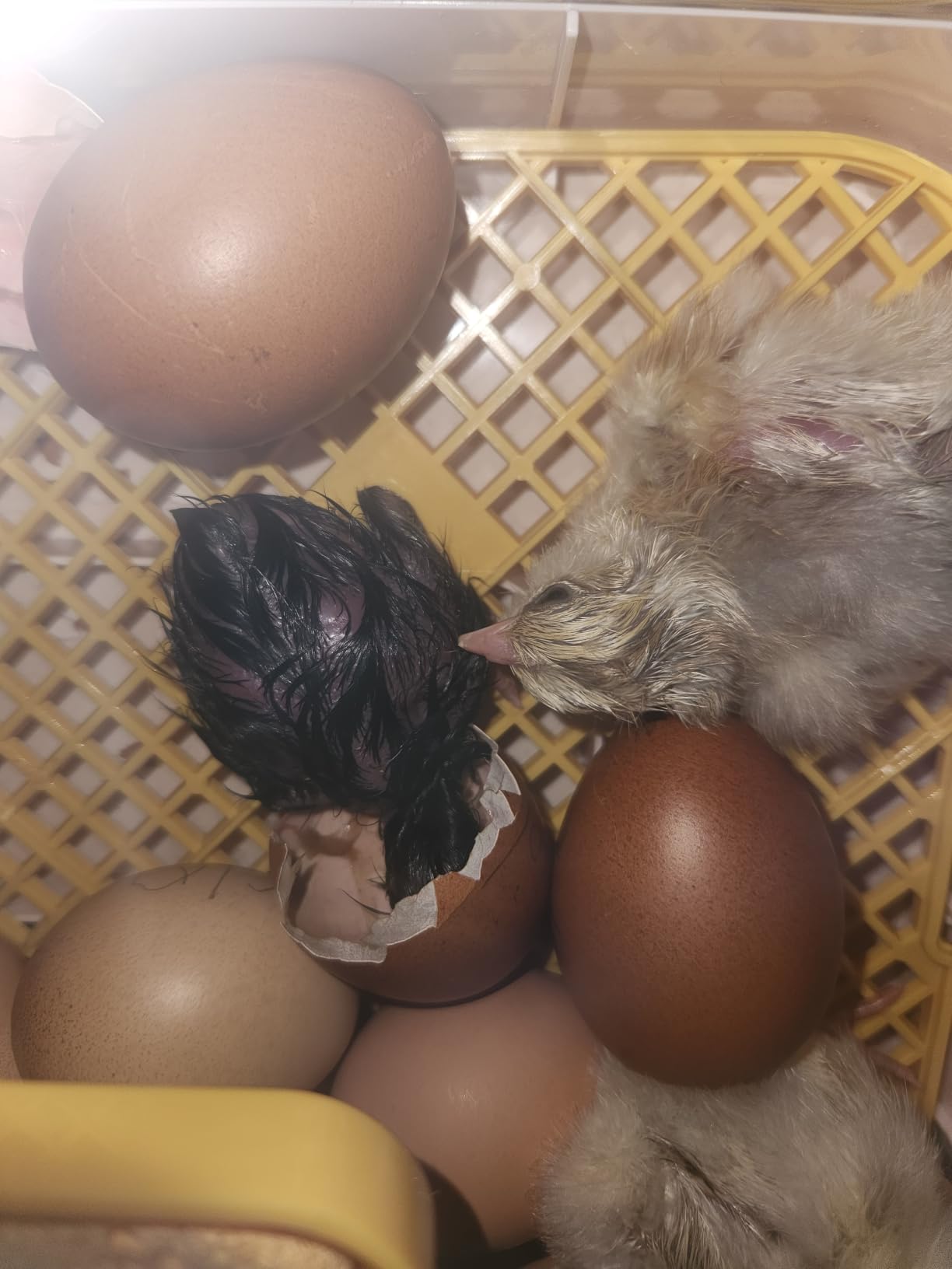 Sailnovo 56 Egg Incubator for Hatching Eggs with Automatic Egg Turning Gray customer photo 2