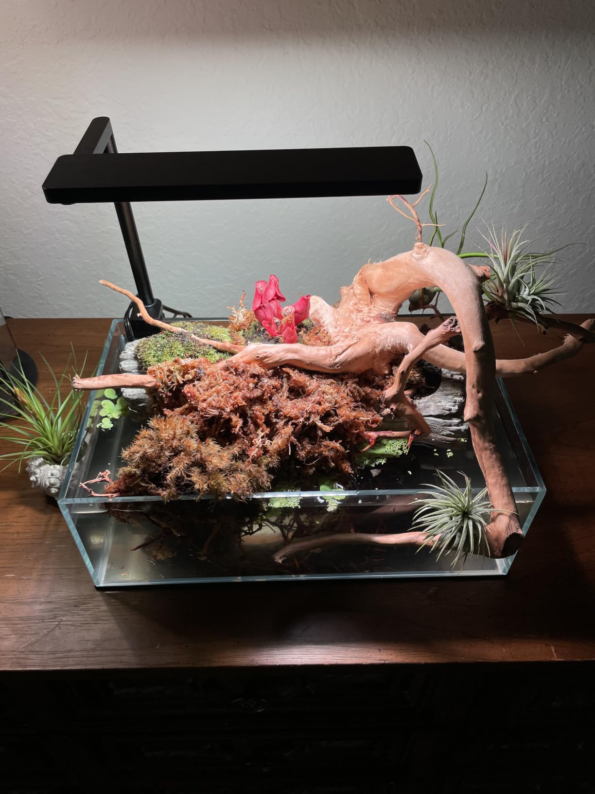 FZONE Solo Series Nano LED Aquarium Light, Full Spectrum and Dimmable, App-Controlled, for Freshwater and Planted Tanks customer photo 1