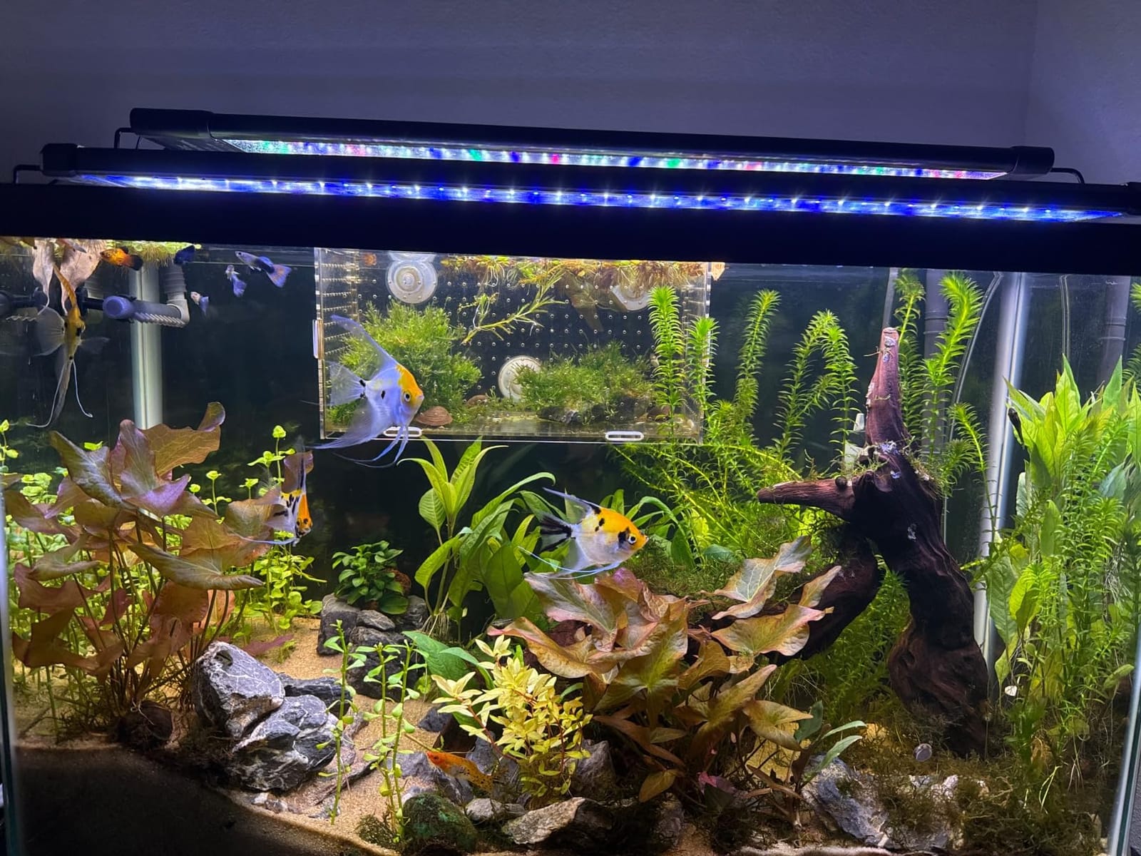 hygger Auto On Off LED Aquarium Light 24-30 Inches Dimmable 7 Colors Full Spectrum Fish Tank Light Fixture for Freshwater Planted Tank Build in Timer Daylight Moonlight & DIY Mode customer photo 1