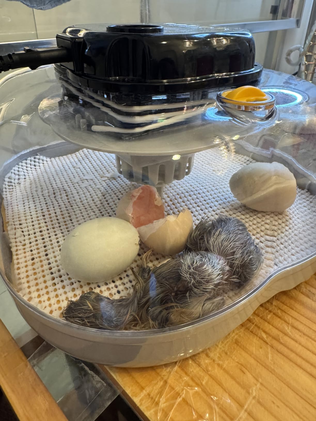 25 Egg Incubators for Hatching Eggs, Auto Turning, Temp & Humidity Control customer photo 1