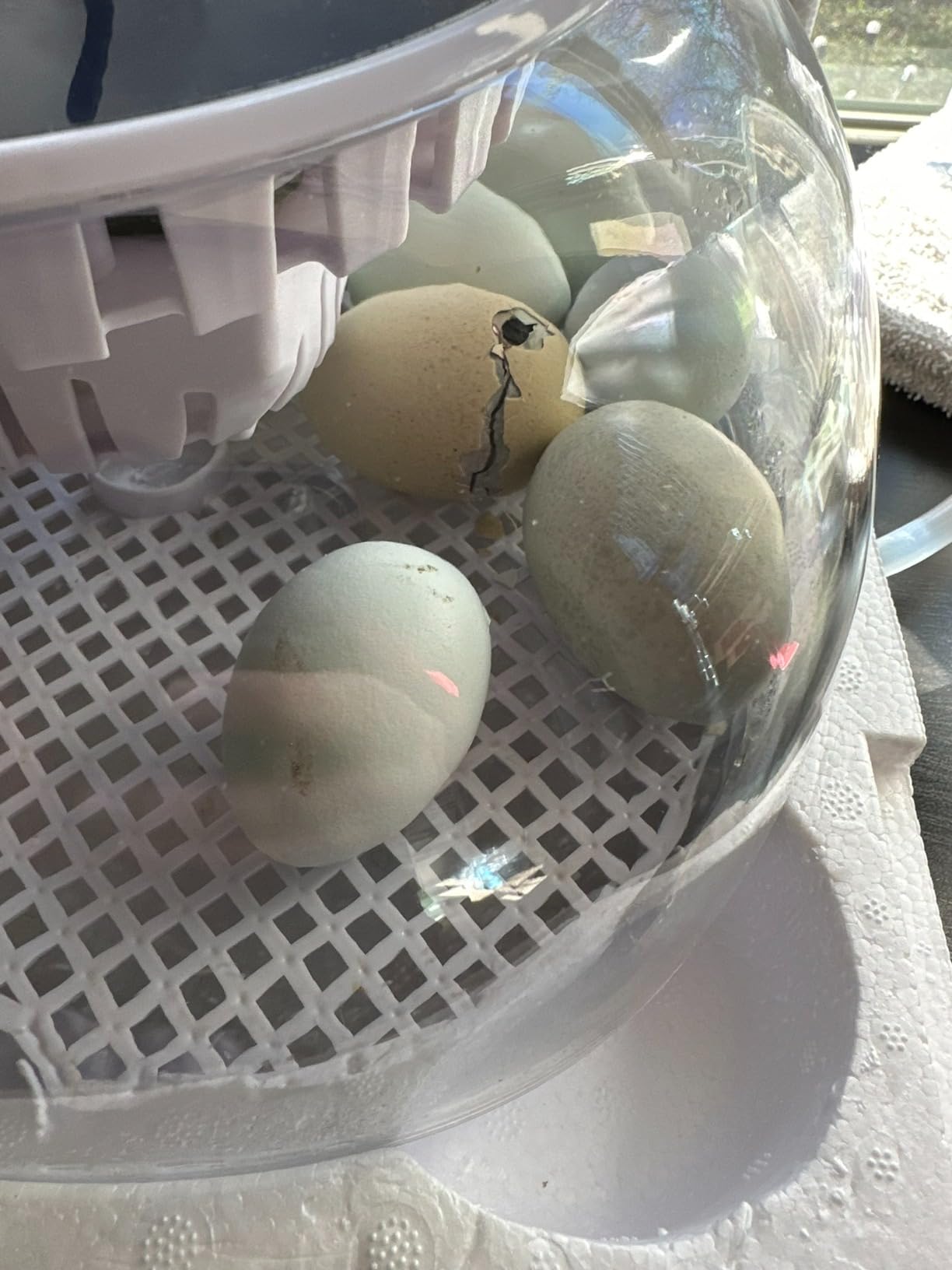 Egg Incubators for Hatching Eggs, Temperature&Humidity Control customer photo 1