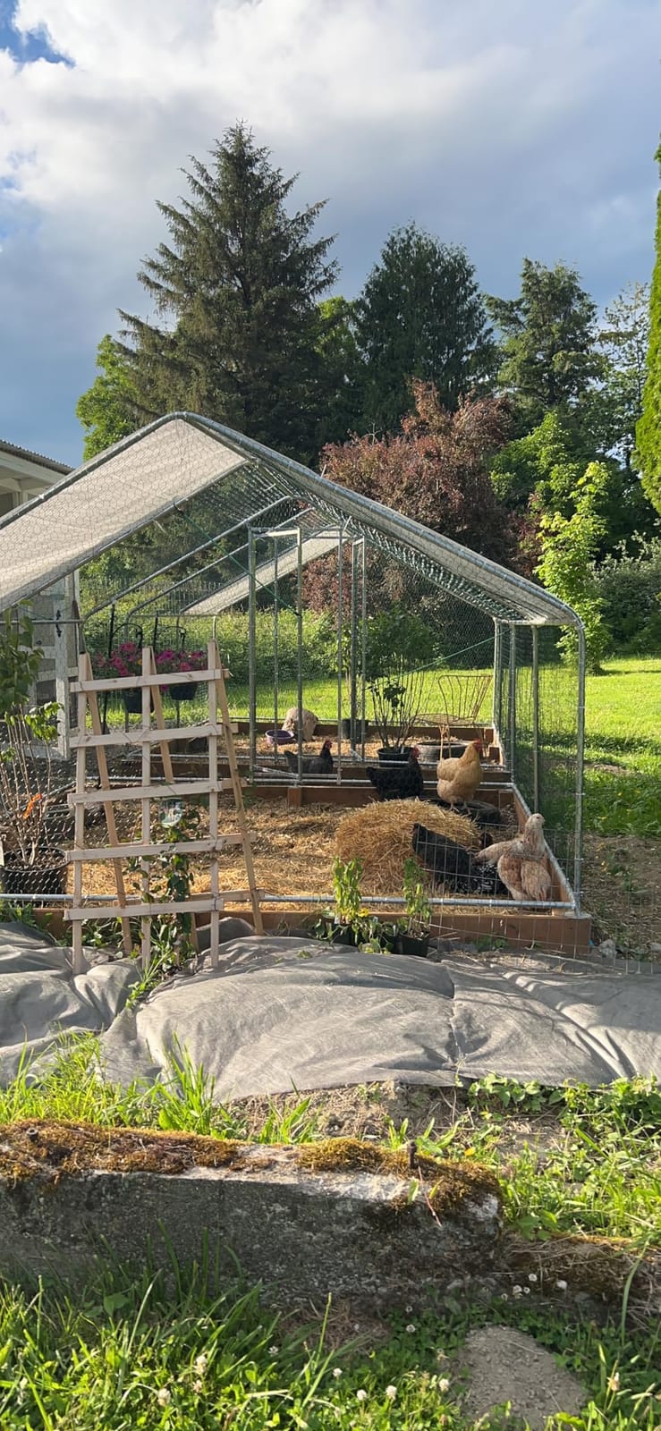 Walk-in Chicken Coop 234