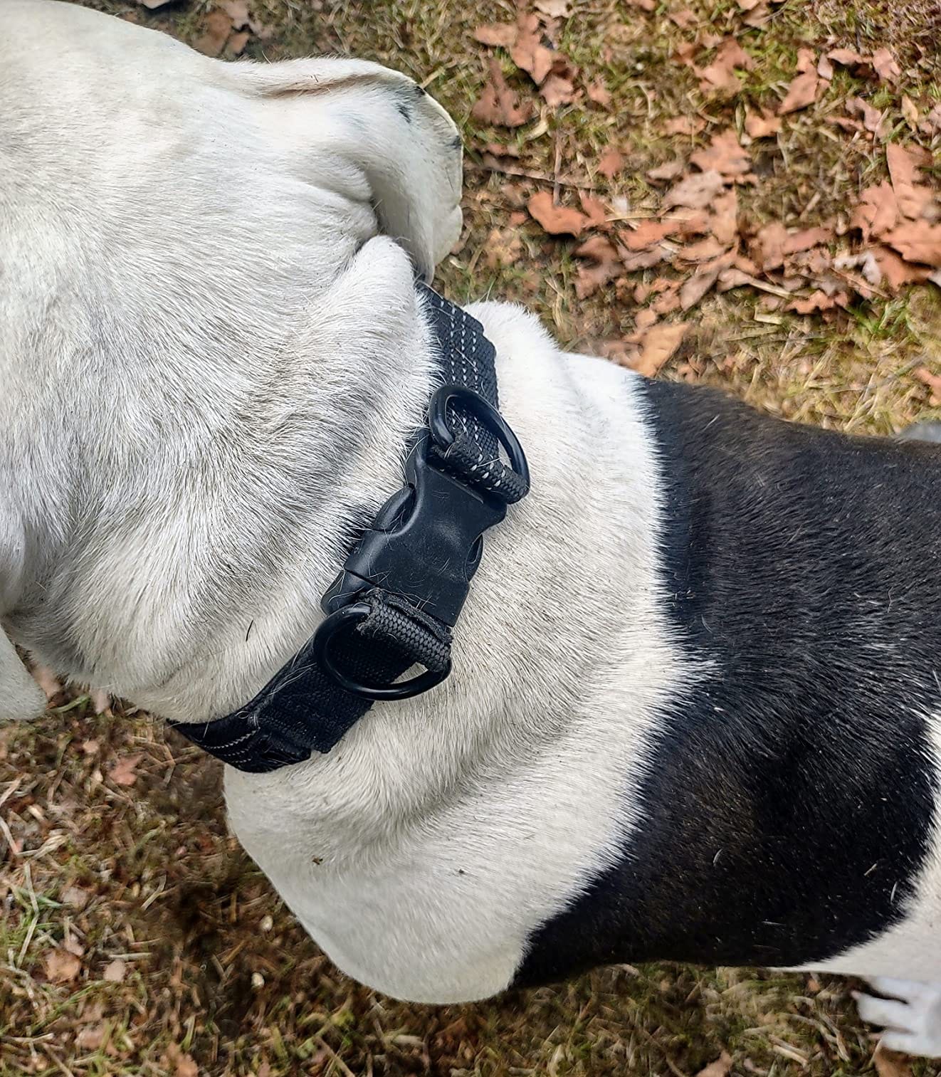 GPS Dog Fence & Training Collar, Wireless Virtual Dog Fence with Free App, No Subscription, Custom Any-Shape Boundaries, Waterproof GPS Pet Containment System for Backyard, Camping, Dogs 15+ lbs customer photo 2