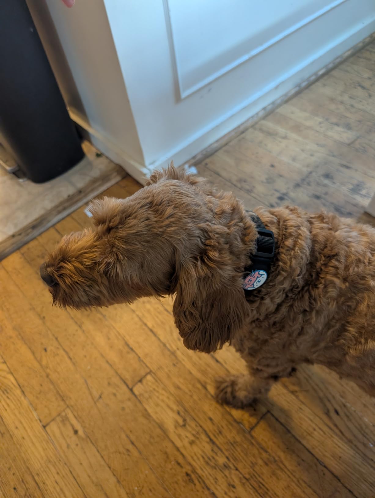 GPS Collar for Dogs, Pet Tracker for Dogs (Android Only), Waterproof Smart Tag Compatible with Google Find My, No Monthly Fee, Dog GPS Tracker Collar for Small Large Dogs (Android Tracker for Dog) customer photo 2